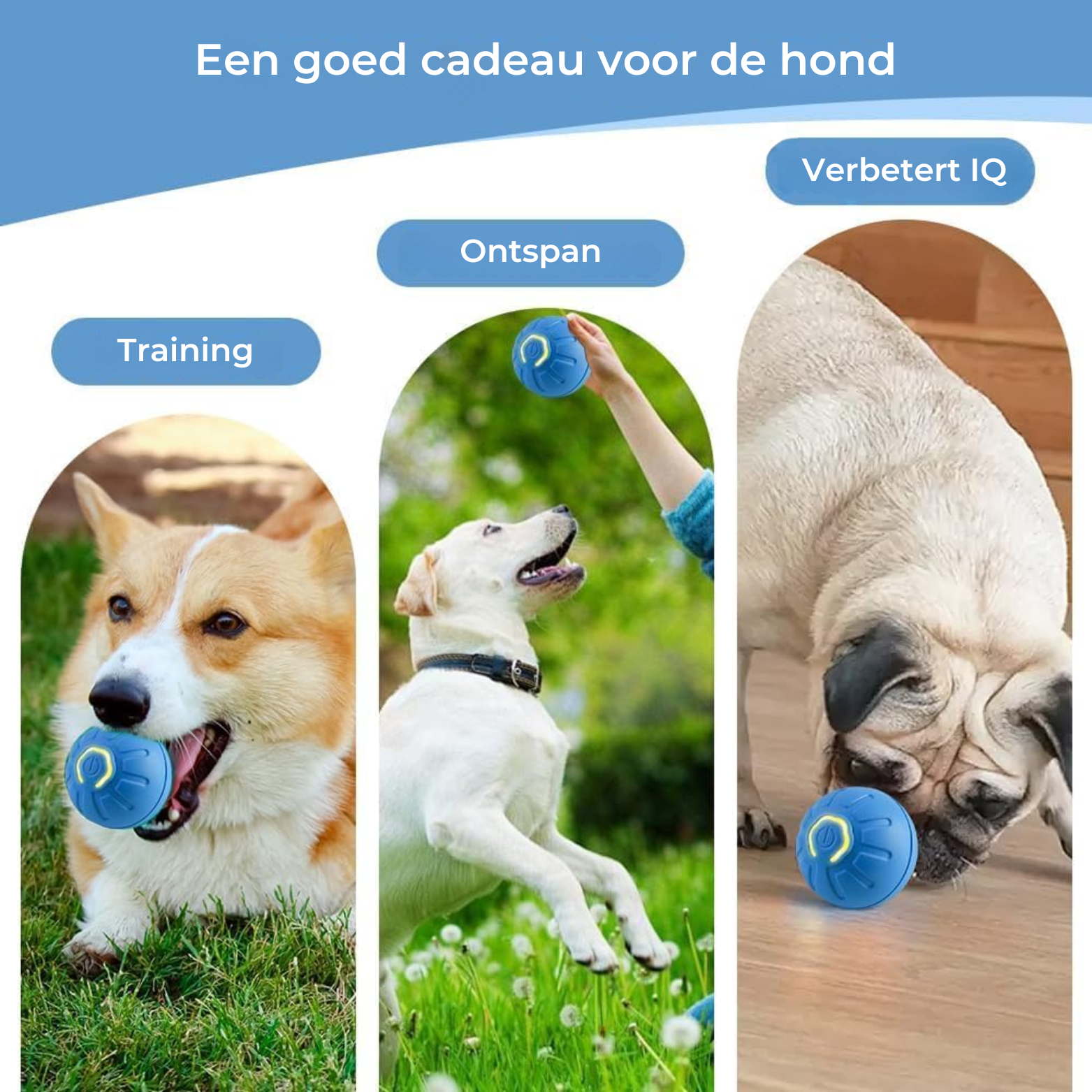 Vigna Automatische Stuiterbal voor Honden & Katten